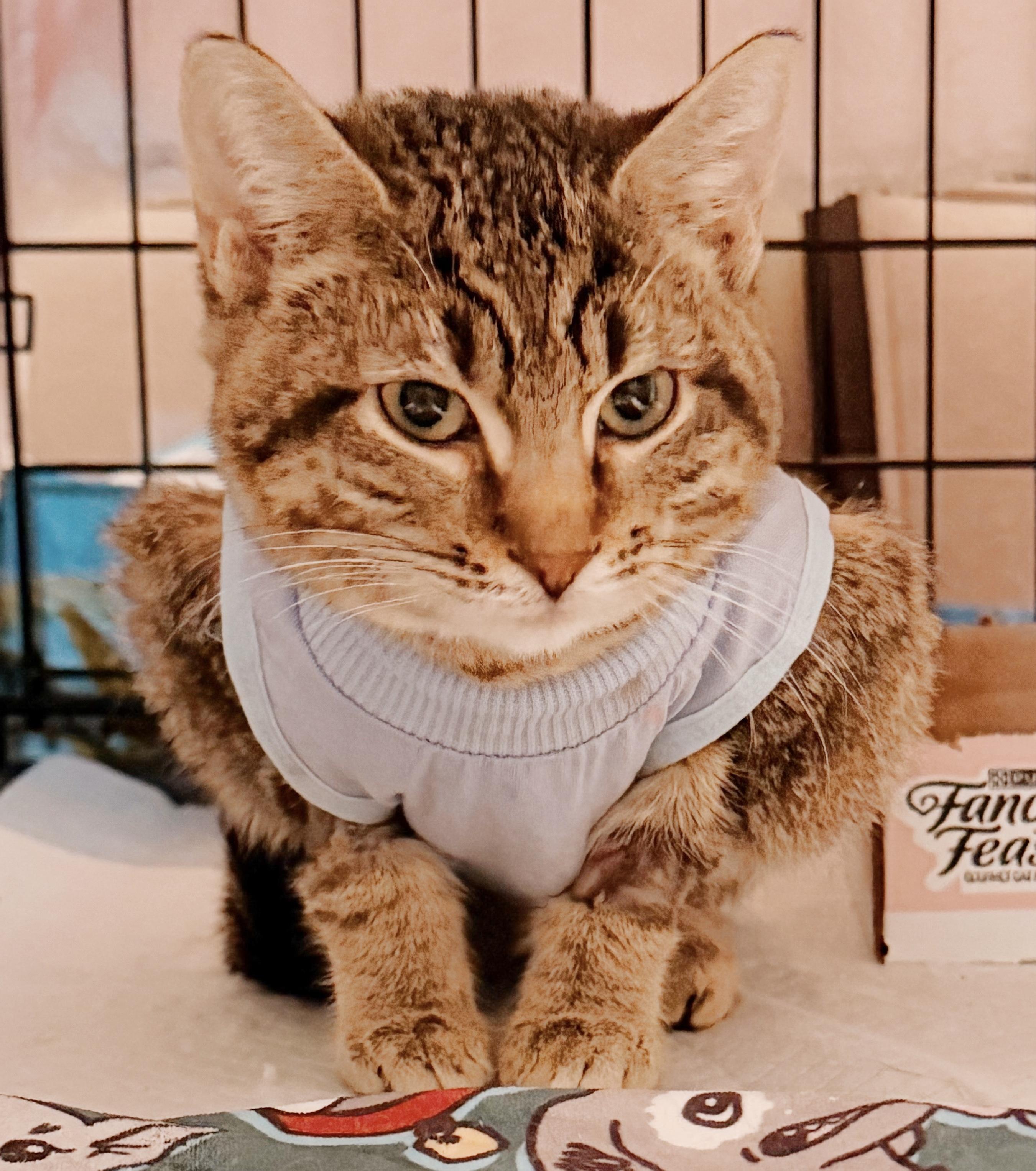 Mya, an adopted Tabby in Philadelphia, PA image 2/5