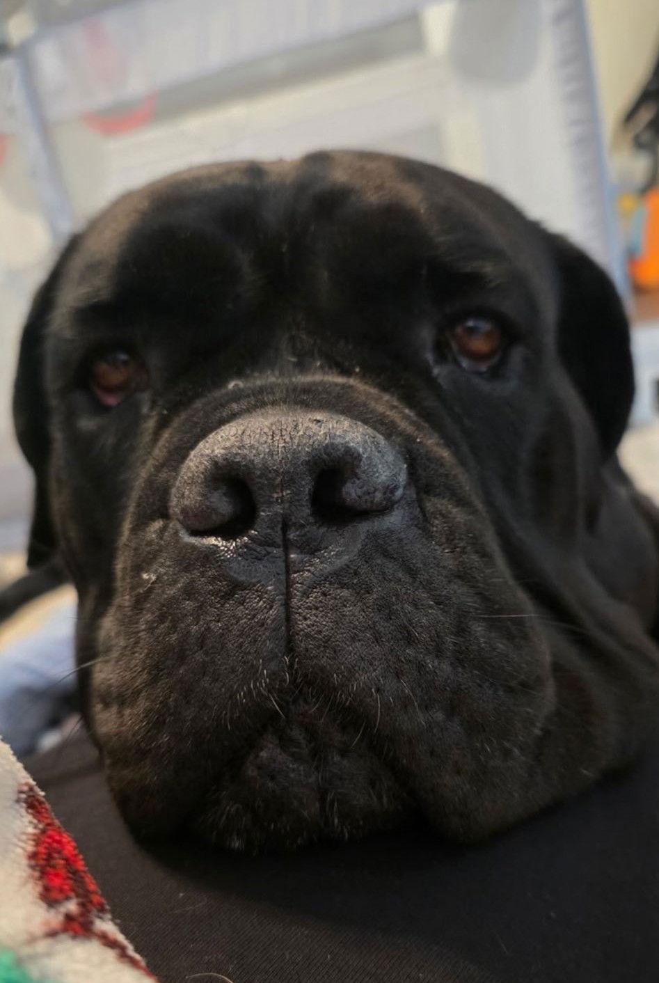 Mabilia, Adopted, Adult Female Neapolitan Mastiff.