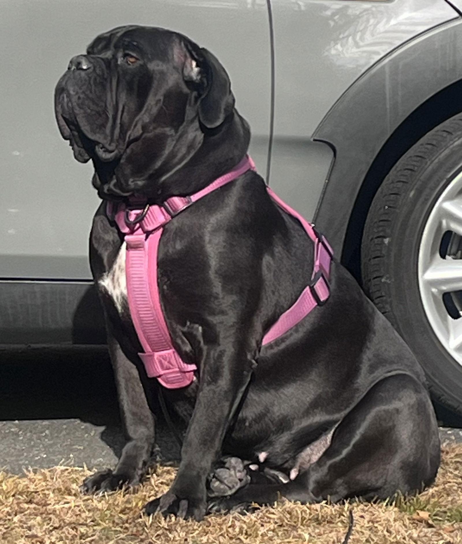Enlarge Mabilia, a Adopted Neapolitan Mastiff in Saint Charles, MO image 2/2