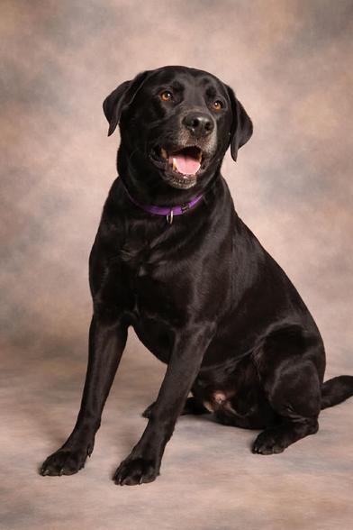 Coffee, an adopted Labrador Retriever in Indianapolis, IN image 2/6