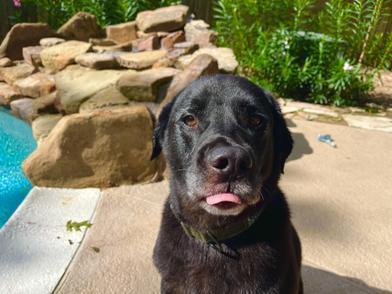 Coffee, an adopted Labrador Retriever in Indianapolis, IN image 5/6