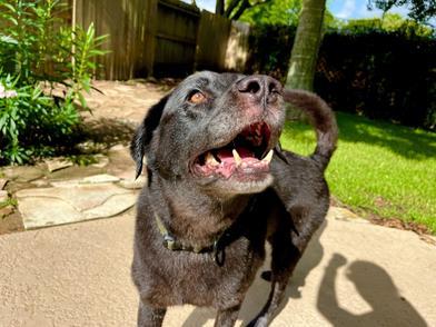 Coffee, an adopted Labrador Retriever in Indianapolis, IN image 4/6