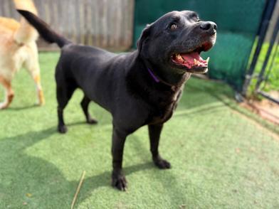 Coffee, an adopted Labrador Retriever in Indianapolis, IN image 6/6