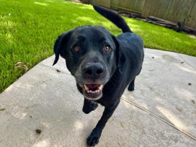 Coffee, an adopted Labrador Retriever in Indianapolis, IN image 3/6