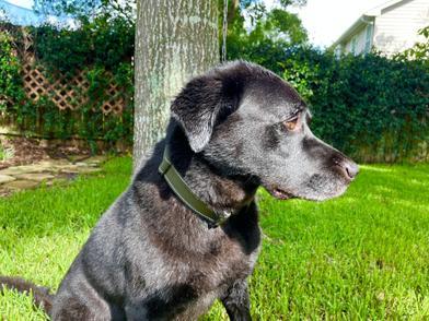 Coffee, adopted, Adult Male Labrador Retriever.