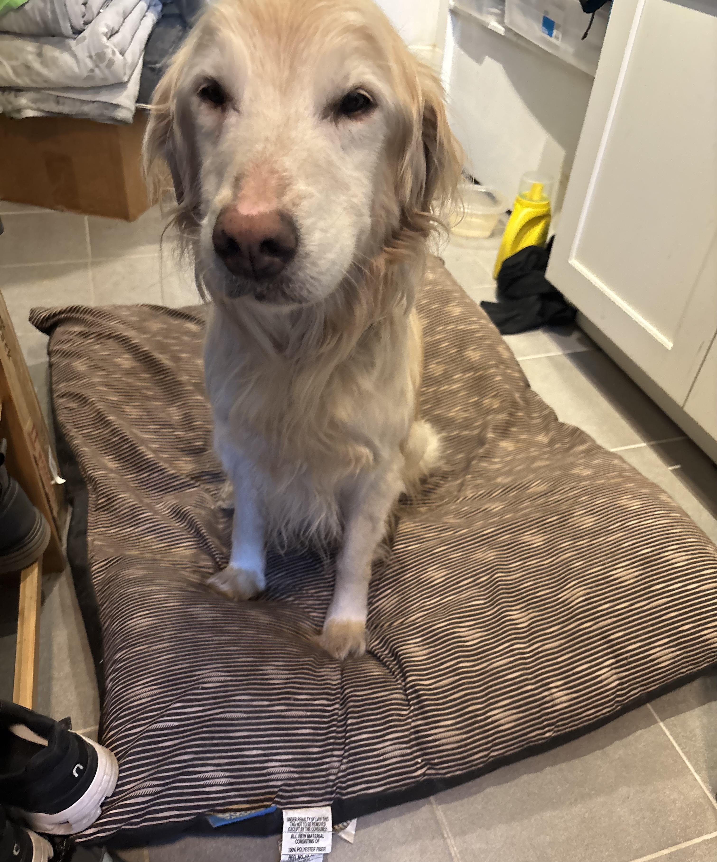 Lexi -senior, ADOPTABLE, Senior Female Golden Retriever.
