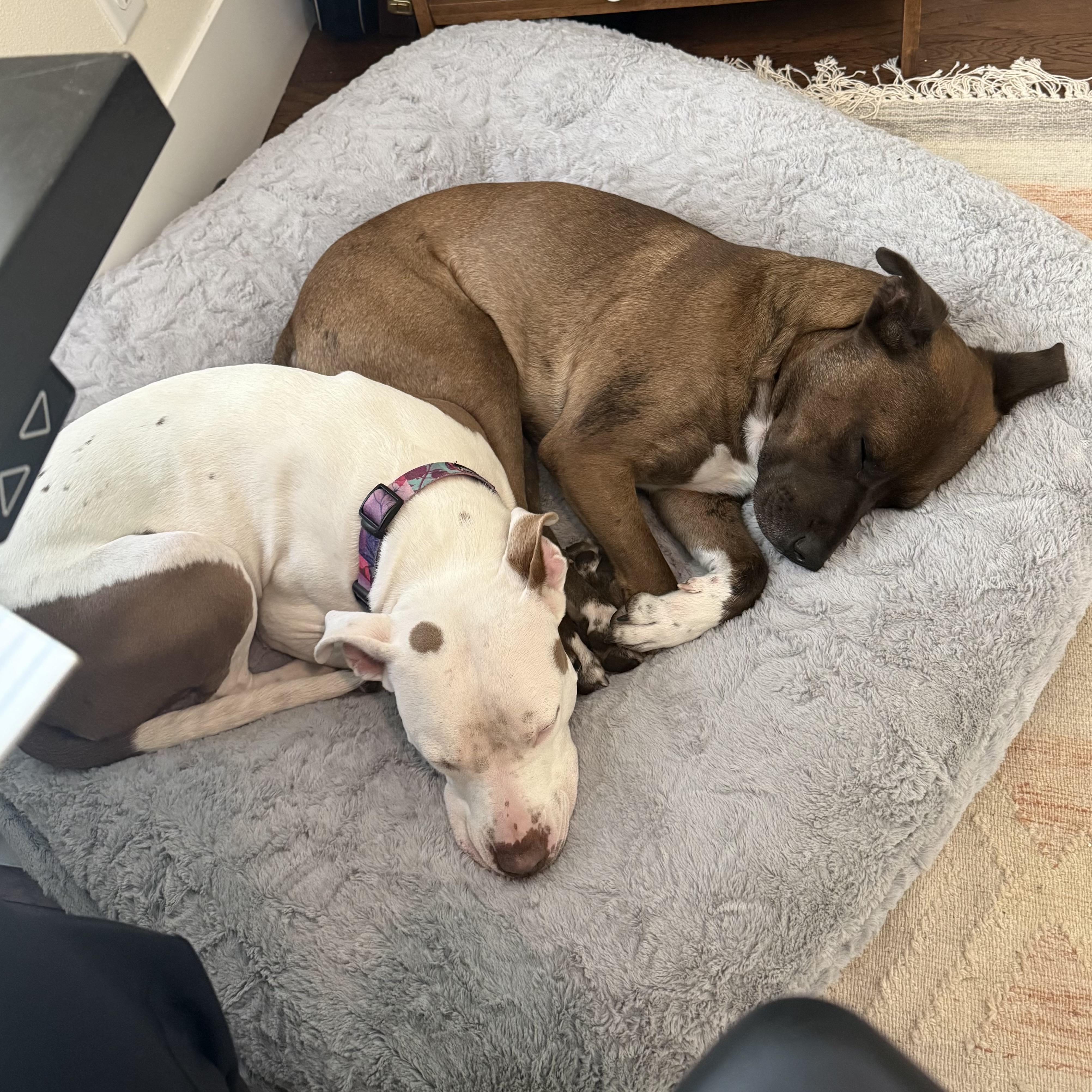 Lloyd, an adoptable Australian Cattle Dog / Blue Heeler, Staffordshire Bull Terrier in Springfield, OR, 97477 | Photo Image 5