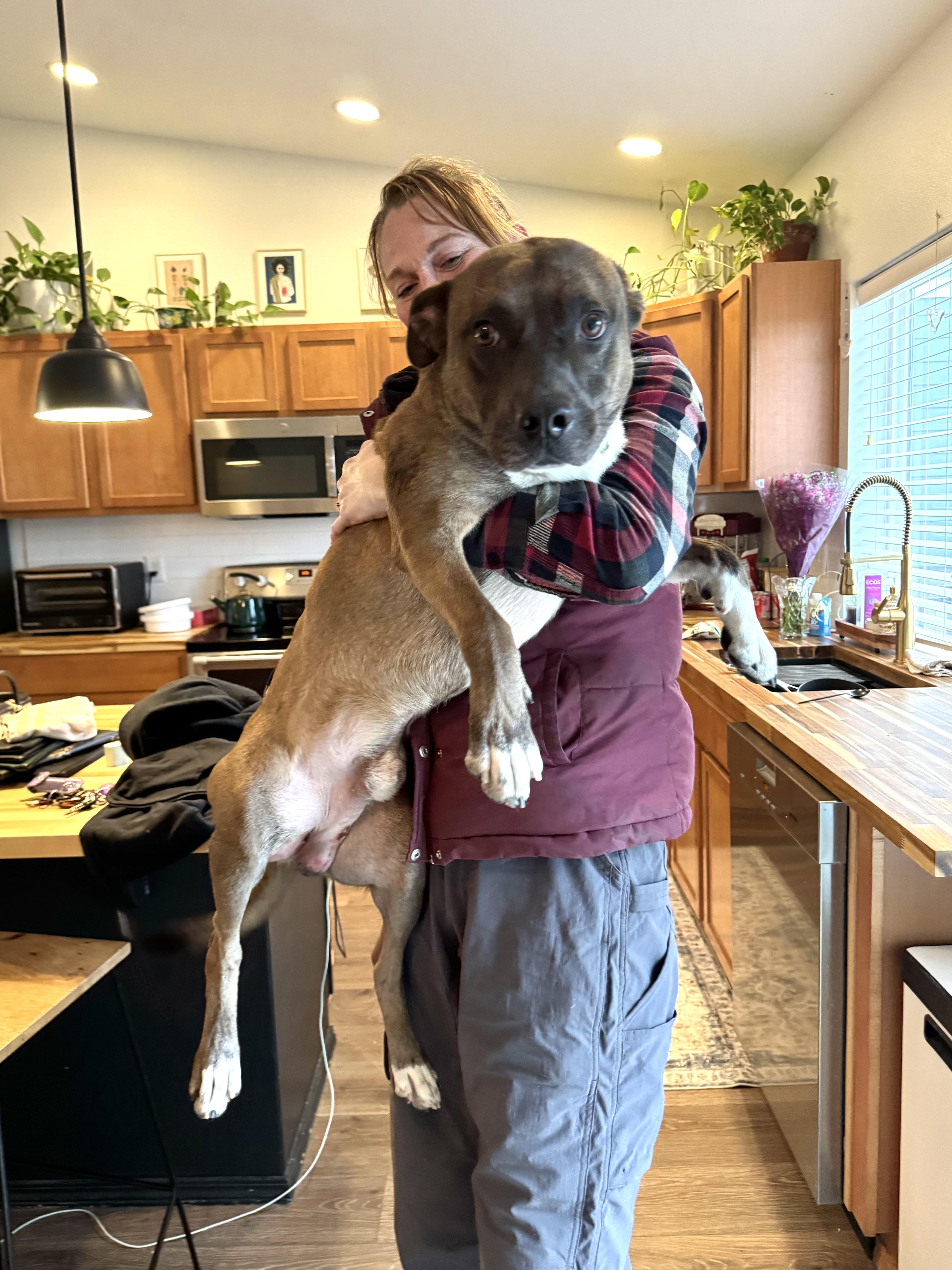 Lloyd, an adoptable Australian Cattle Dog / Blue Heeler, Staffordshire Bull Terrier in Springfield, OR, 97477 | Photo Image 3