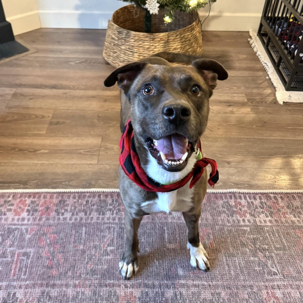 Lloyd, an adoptable Australian Cattle Dog / Blue Heeler, Staffordshire Bull Terrier in Springfield, OR, 97477 | Photo Image 1