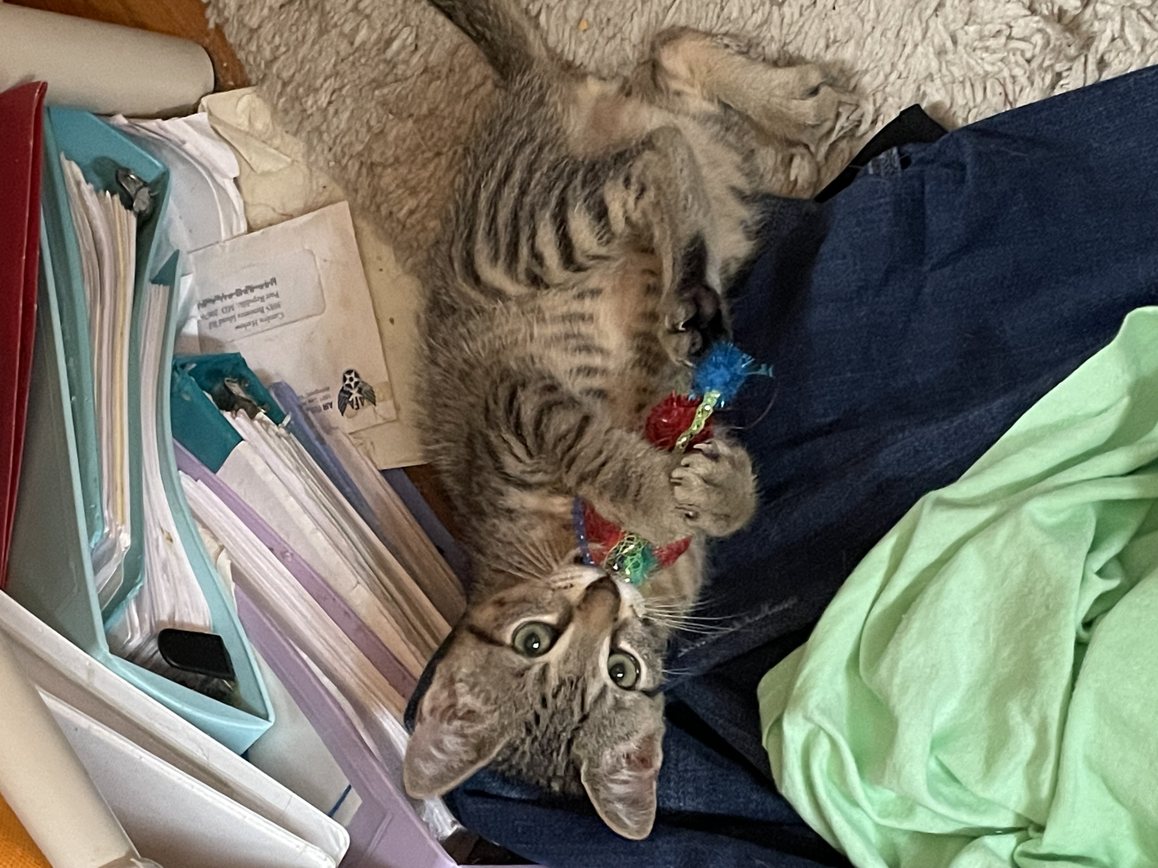 Enlarge Bumblebee, a Adoptable Domestic Short Hair in Port Republic, MD image 1/2