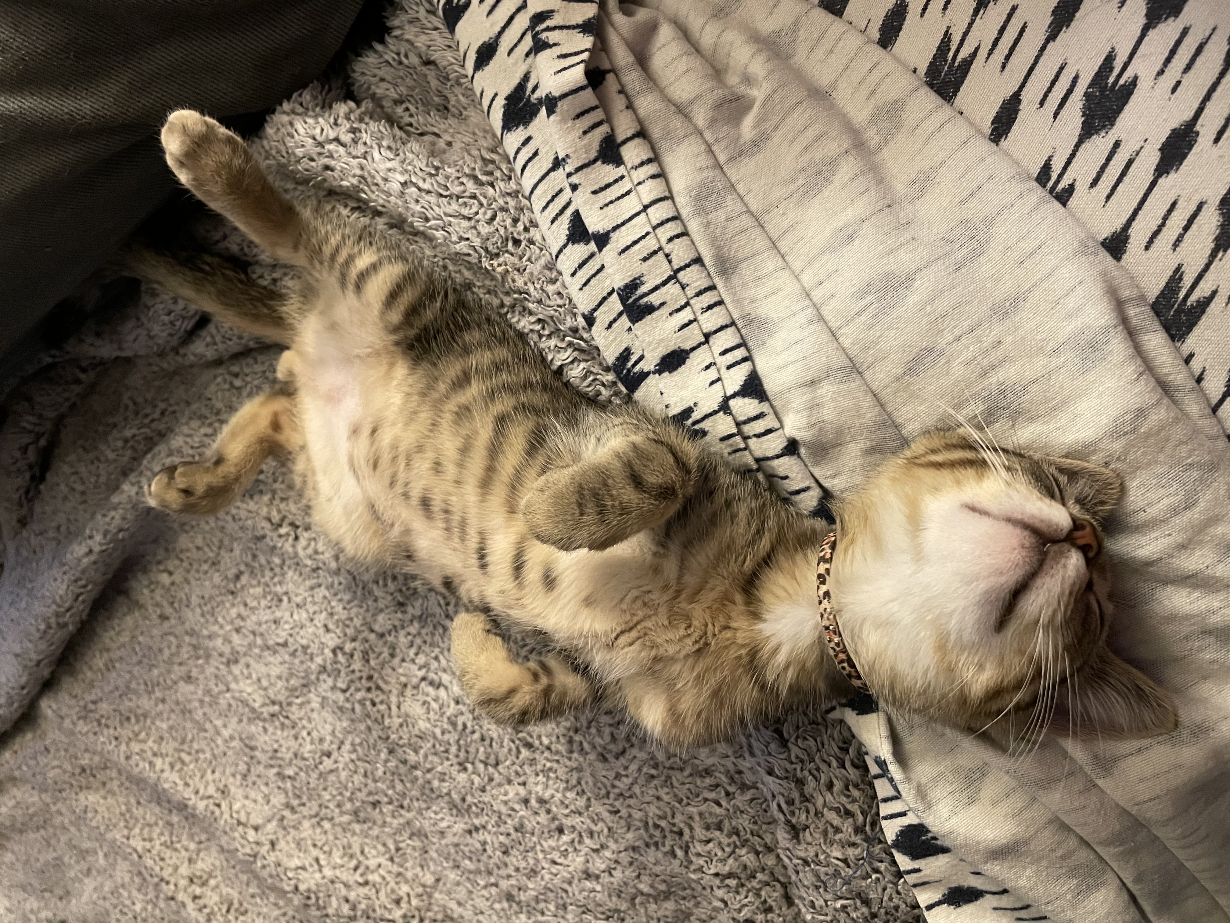 Enlarge Bumblebee, a Adoptable Domestic Short Hair in Port Republic, MD image 2/2