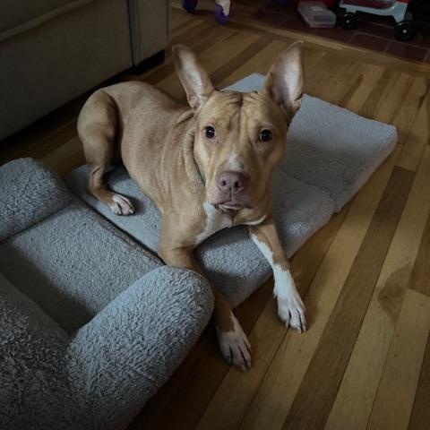 Benelli-LOCATED IN RHODE ISLAND