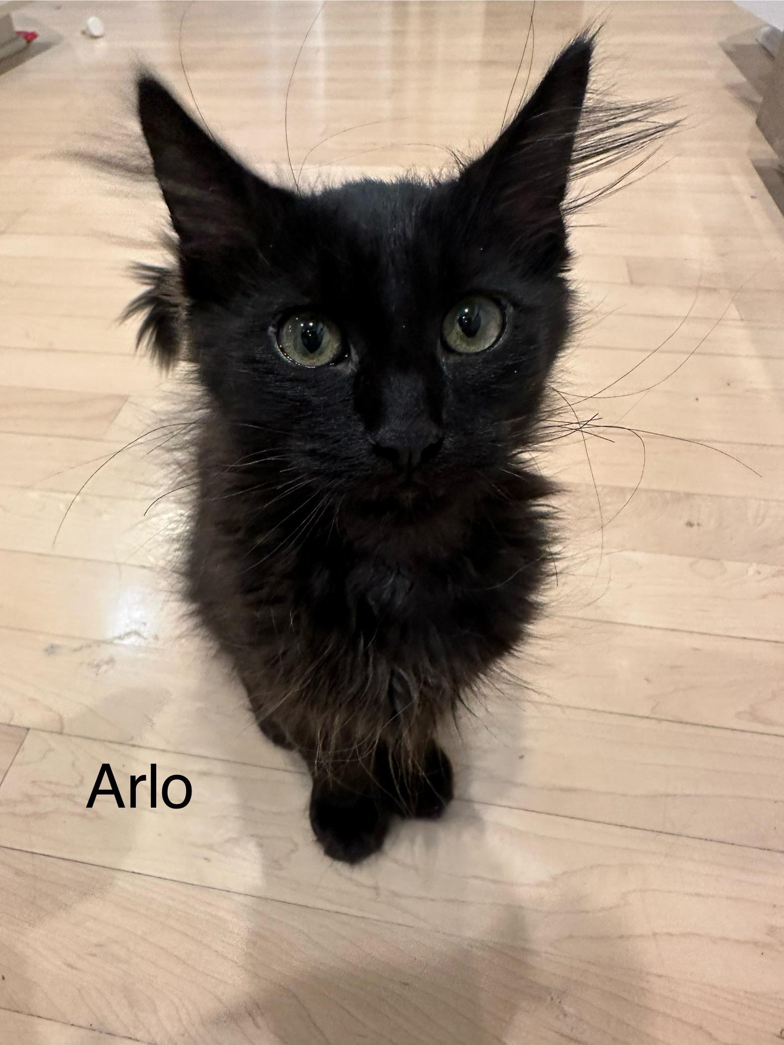 Arlo, Adoptable, Kitten Male Domestic Long Hair.