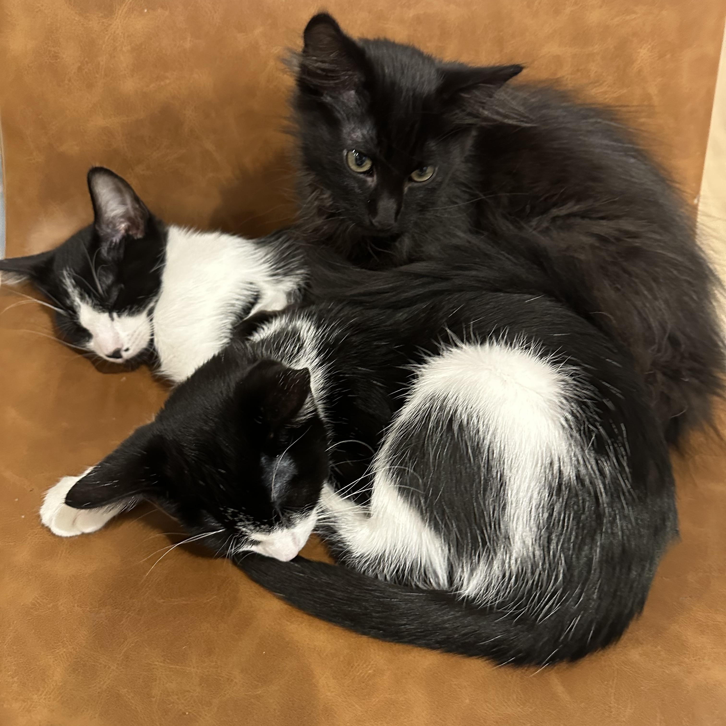 Arlo, a Adoptable Domestic Long Hair in Woodbury, MN image 2/6