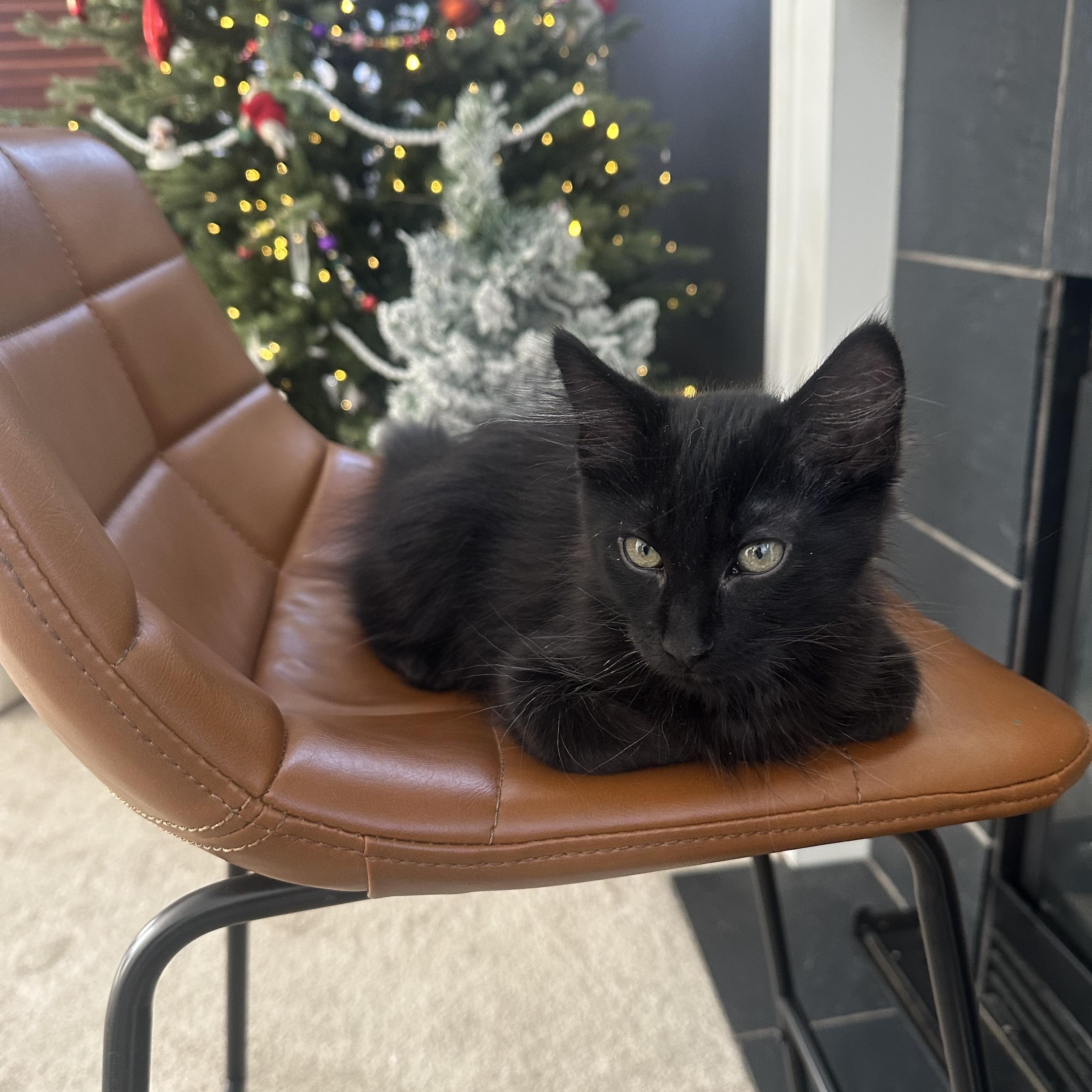 Arlo, a Adoptable Domestic Long Hair in Woodbury, MN image 3/6