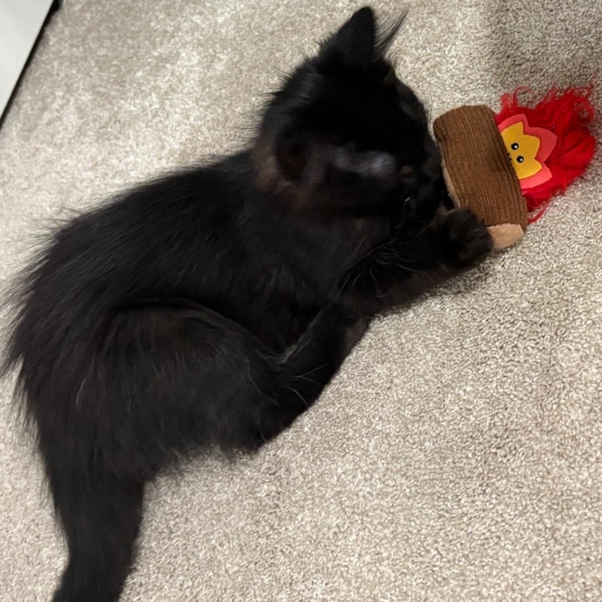 Arlo, a Adoptable Domestic Long Hair in Woodbury, MN image 4/6