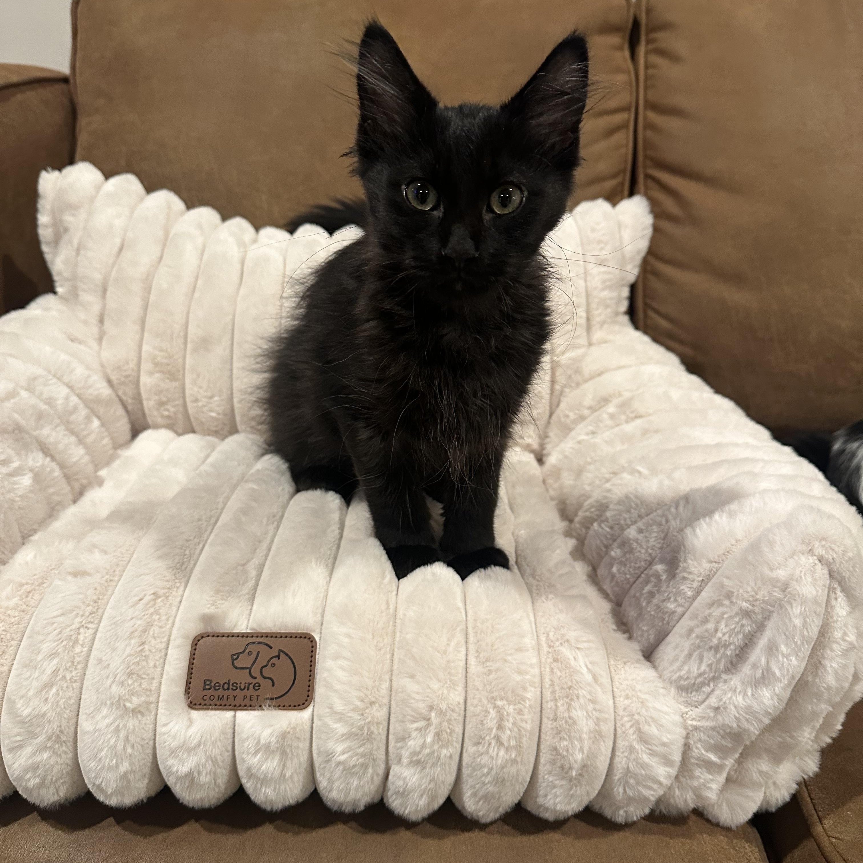 Arlo, a Adoptable Domestic Long Hair in Woodbury, MN image 5/6