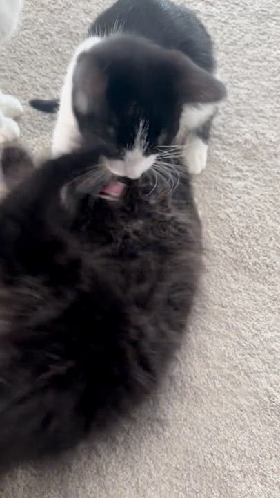 Enlarge Arlo, a Adoptable Domestic Long Hair in Woodbury, MN video 6/6