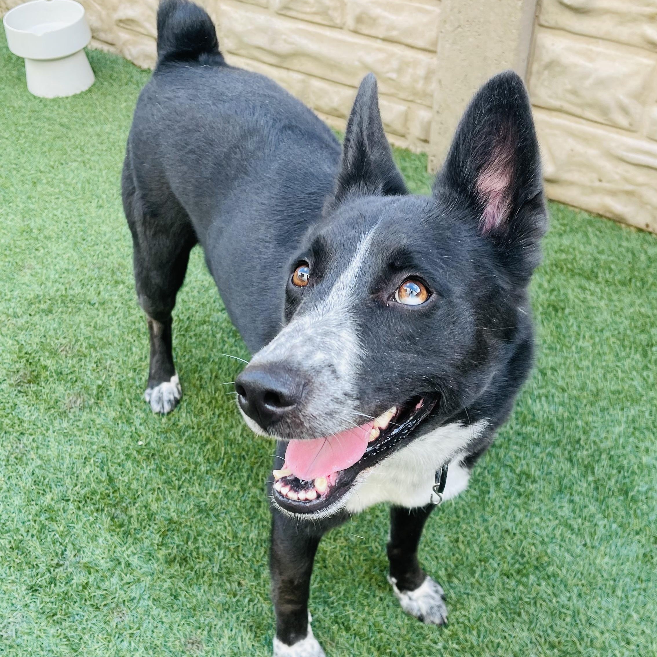 Tito, a Adoptable mixed breed in Cedar City, TX image 3/6