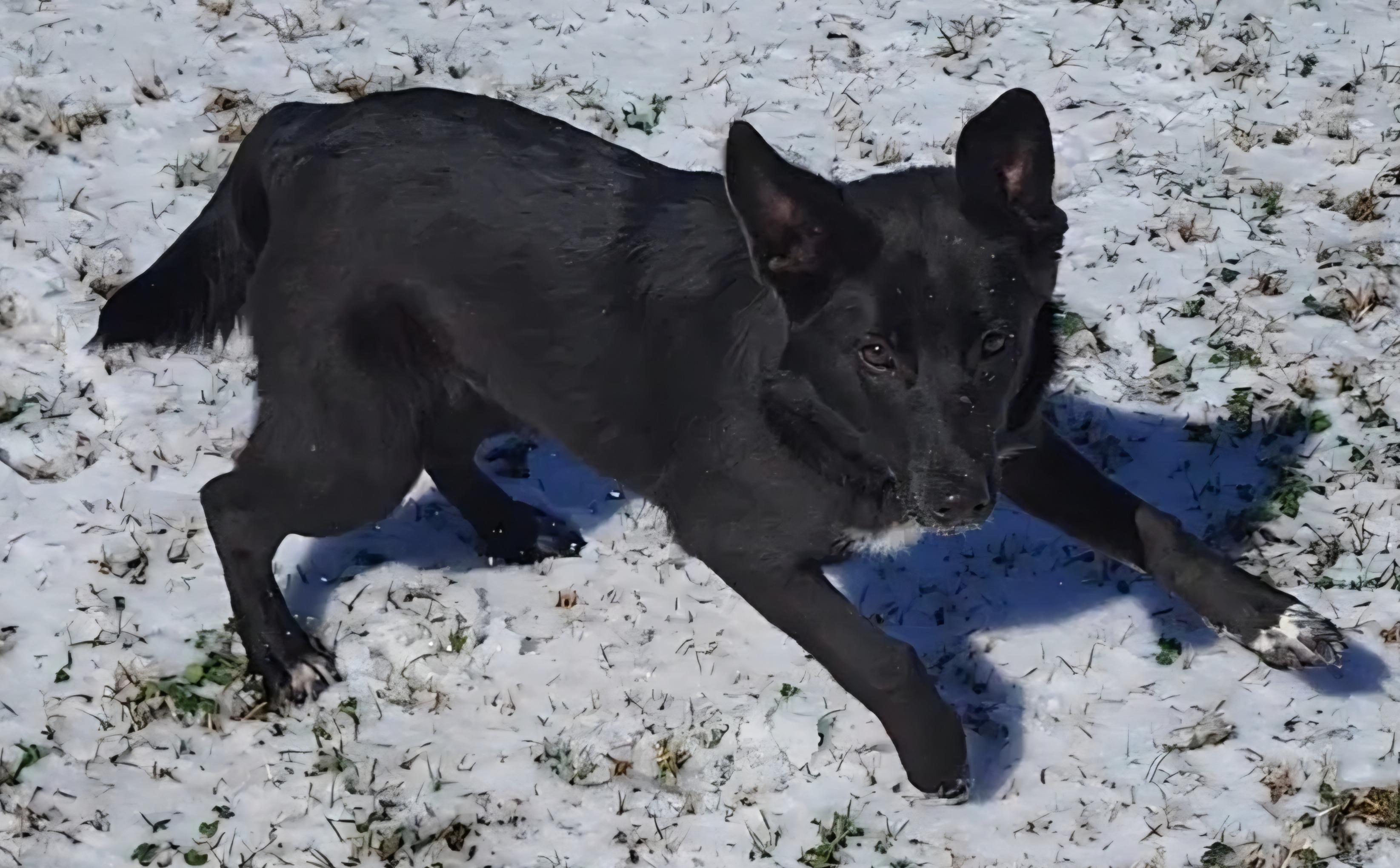 Sunshine, a ADOPTABLE mixed breed in Rockdale, TX image 2/3