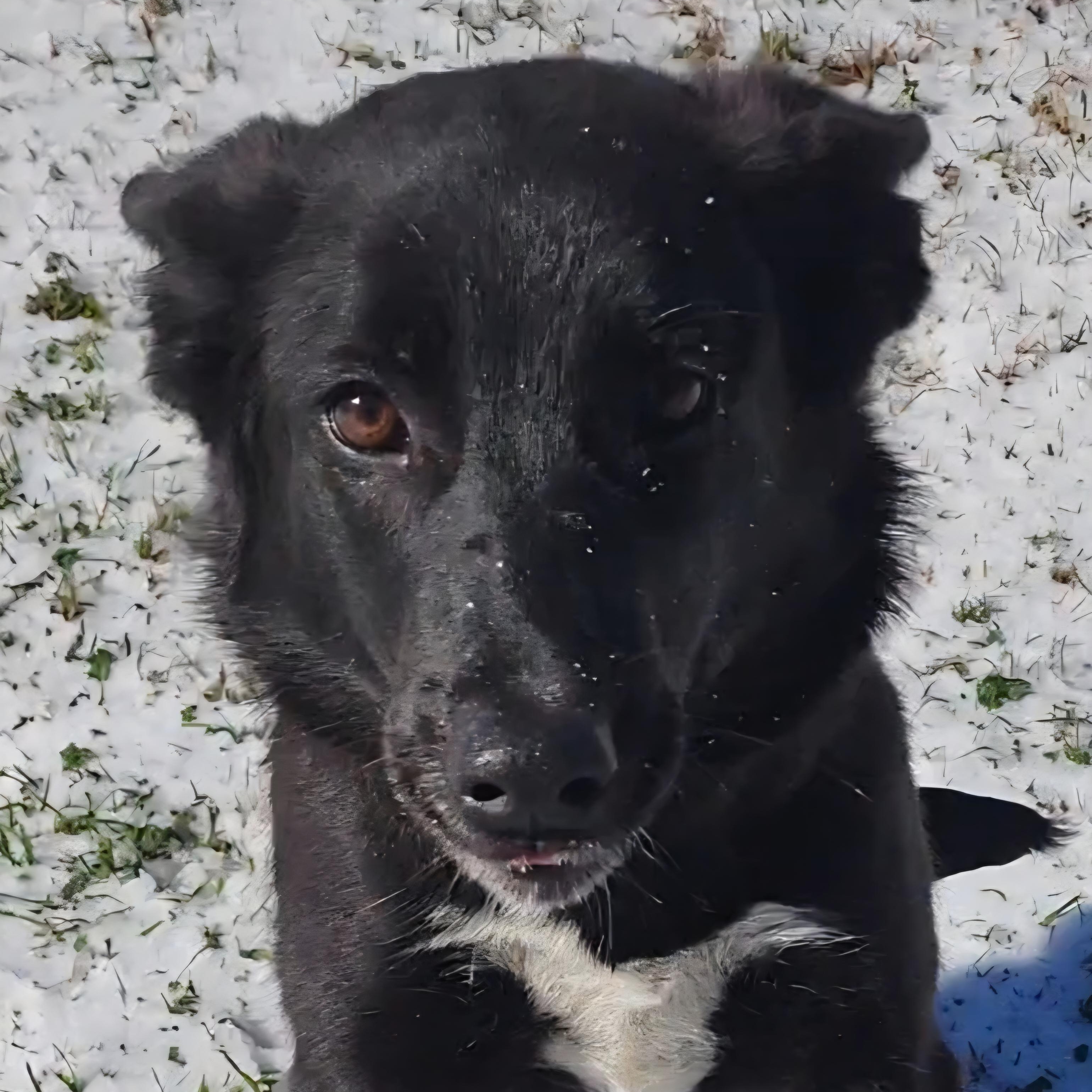 Sunshine, a ADOPTABLE mixed breed in Rockdale, TX image 1/3