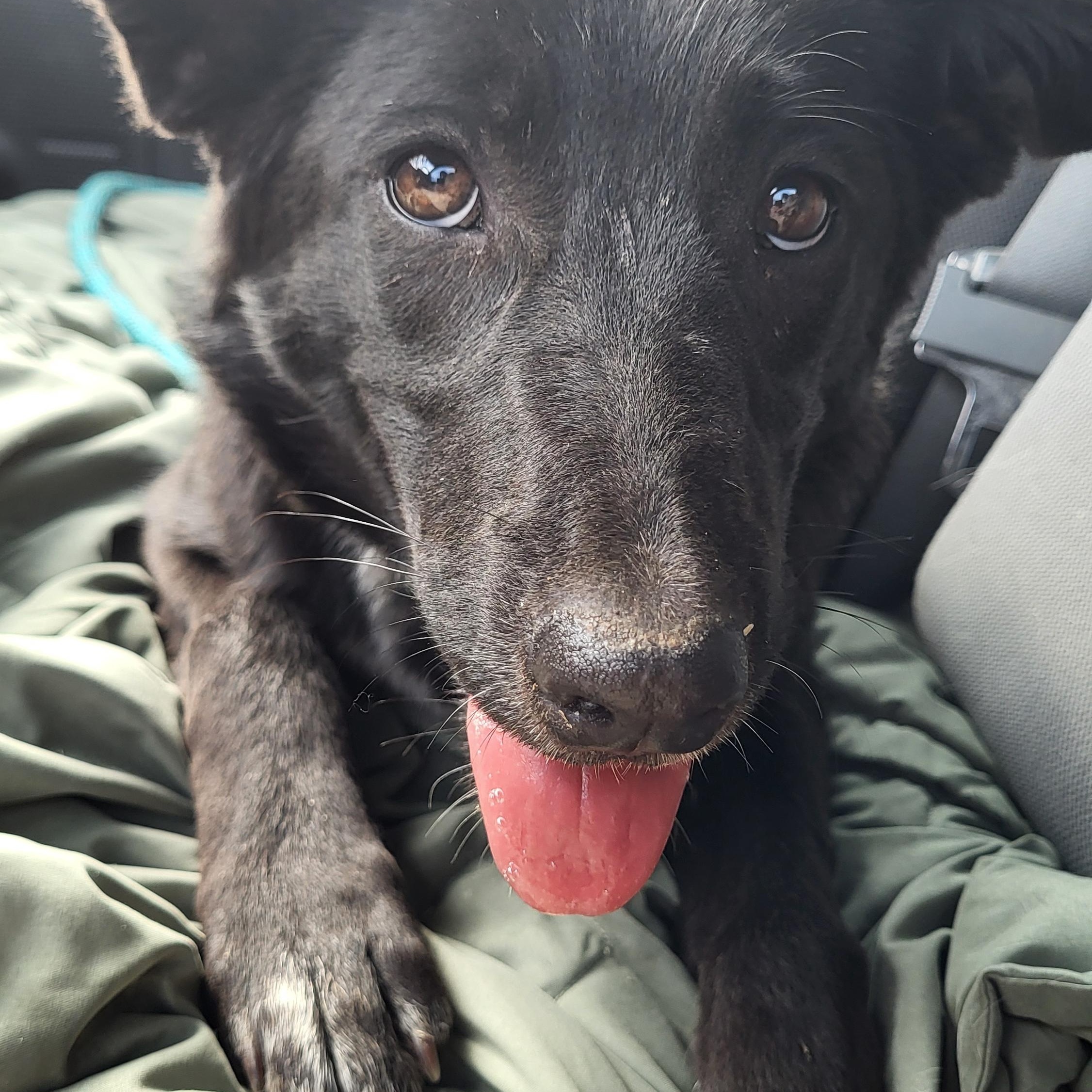 Sunshine, a ADOPTABLE mixed breed in Rockdale, TX image 3/3