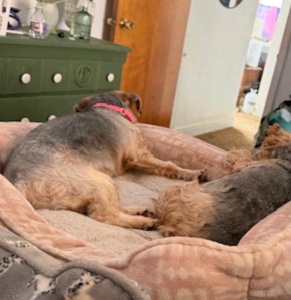 Ash of Yorkshire-Yorkshire Terrier, a ADOPTABLE Yorkshire Terrier in Hamburg, NY image 5/6