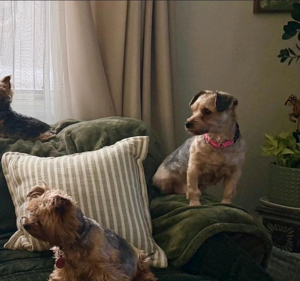 Ash of Yorkshire-Yorkshire Terrier, a ADOPTABLE Yorkshire Terrier in Hamburg, NY image 6/6