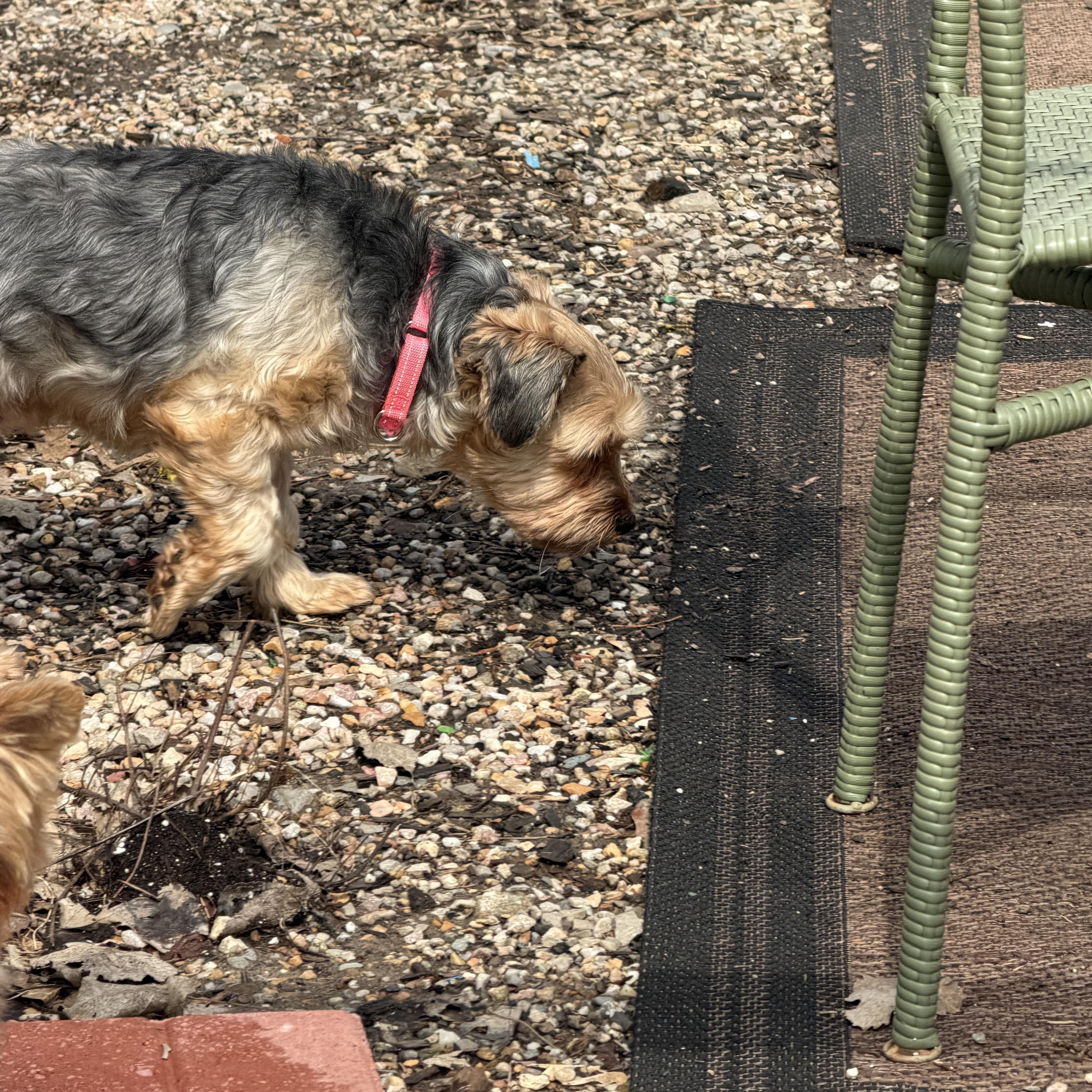 Enlarge Ash-Yorkshire Terrier (partially sponsored fee), a ADOPTABLE Yorkshire Terrier in Hamburg, NY image 4/5
