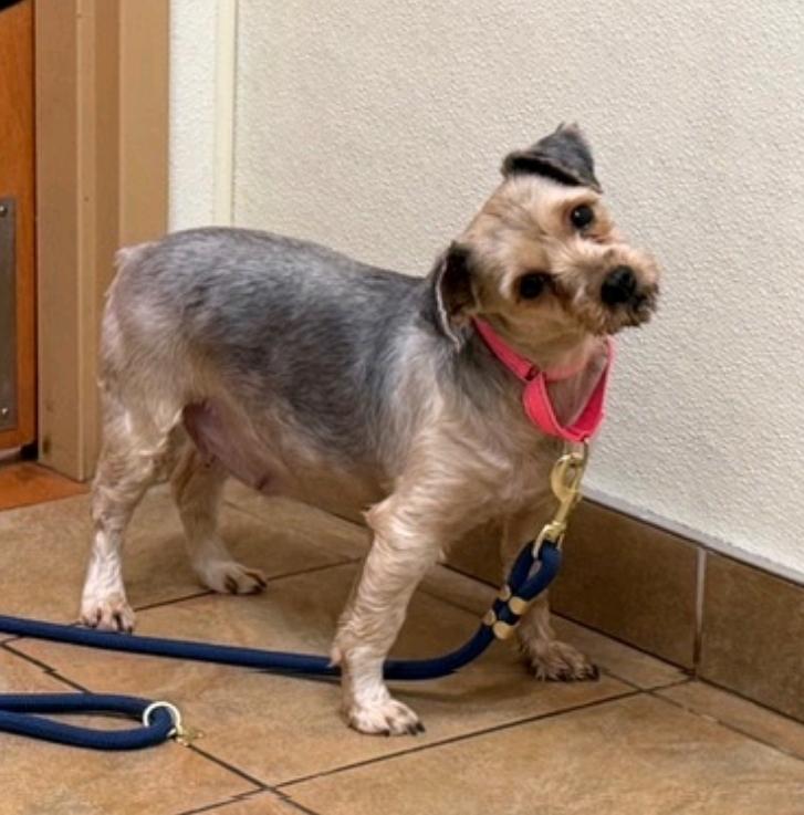 Ash of Yorkshire-Yorkshire Terrier, a ADOPTABLE Yorkshire Terrier in Hamburg, NY image 2/6