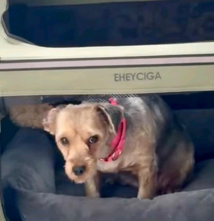 Ash of Yorkshire-Yorkshire Terrier, a ADOPTABLE Yorkshire Terrier in Hamburg, NY image 3/6