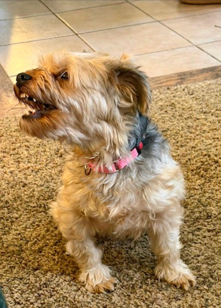 Enlarge Ash-Yorkshire Terrier (partially sponsored fee), a ADOPTABLE Yorkshire Terrier in Hamburg, NY image 3/5