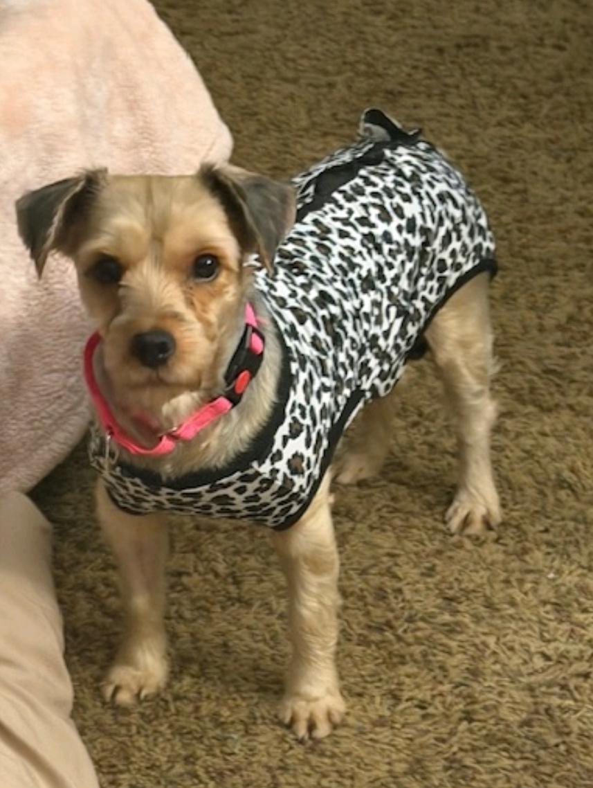 Ash-Yorkshire Terrier (partially sponsored fee), ADOPTABLE, Young Female Yorkshire Terrier.