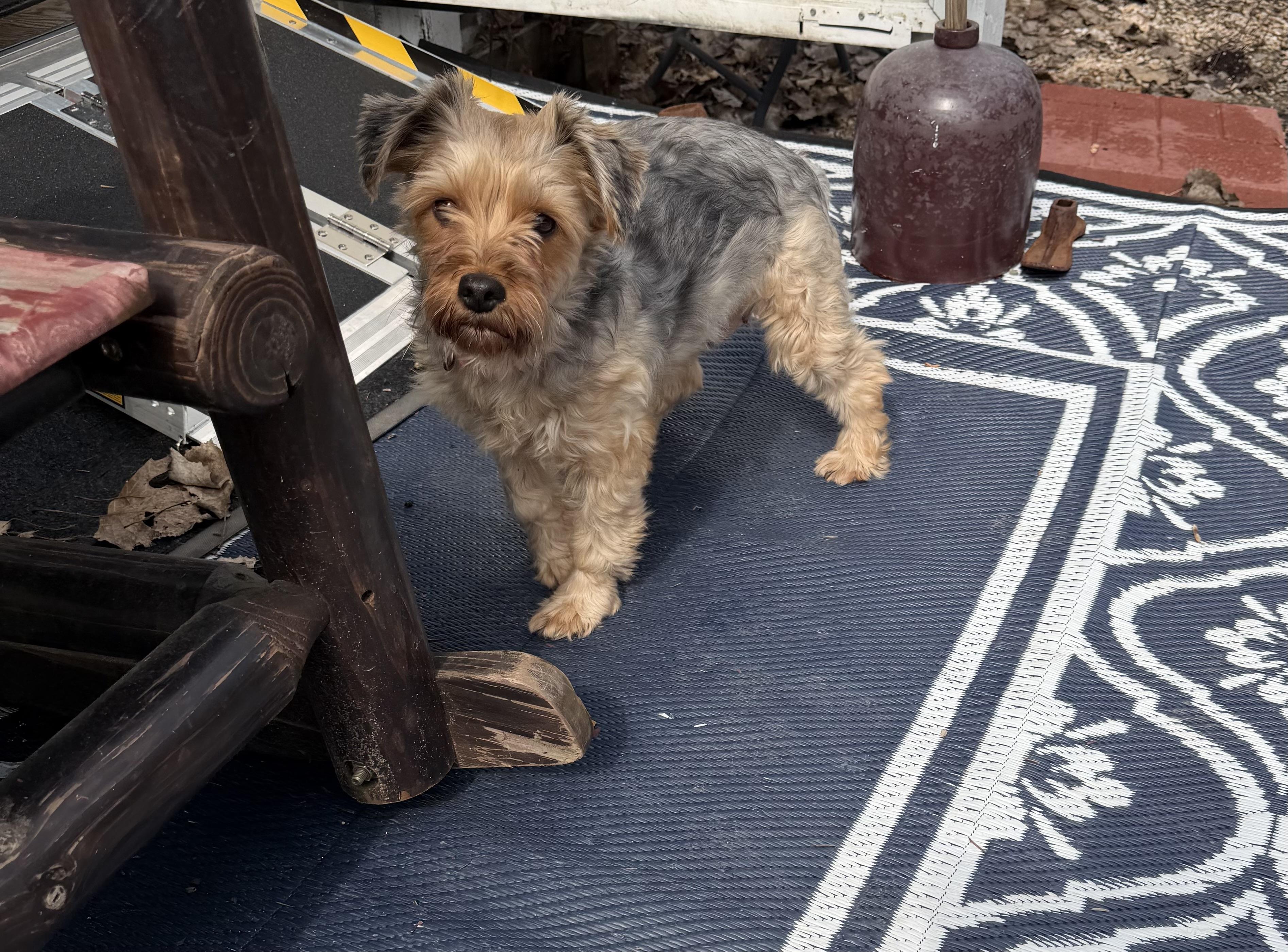 Enlarge Ash-Yorkshire Terrier (partially sponsored fee), a ADOPTABLE Yorkshire Terrier in Hamburg, NY image 2/5