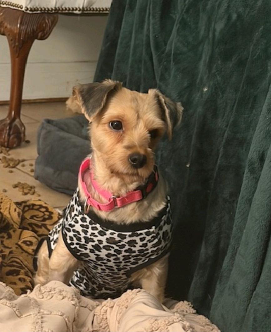 Ash of Yorkshire-Yorkshire Terrier, ADOPTABLE, Young Female Yorkshire Terrier.