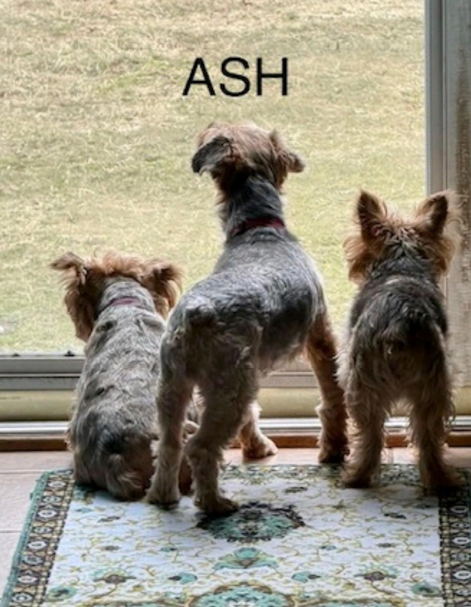 Enlarge Ash of Yorkshire-Yorkshire Terrier, a ADOPTABLE Yorkshire Terrier in Hamburg, NY image 6/6