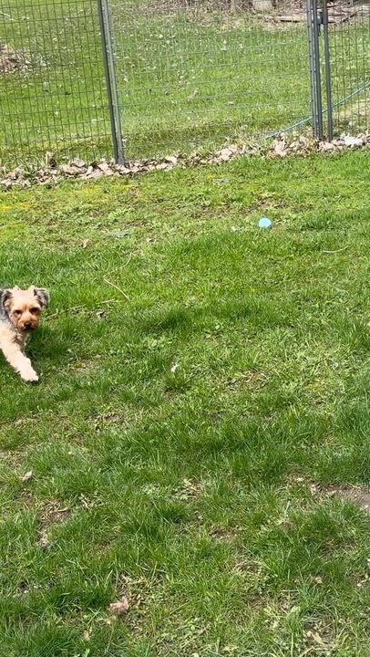Enlarge Ash-Yorkshire Terrier (partially sponsored fee), a ADOPTABLE Yorkshire Terrier in Hamburg, NY video 5/5