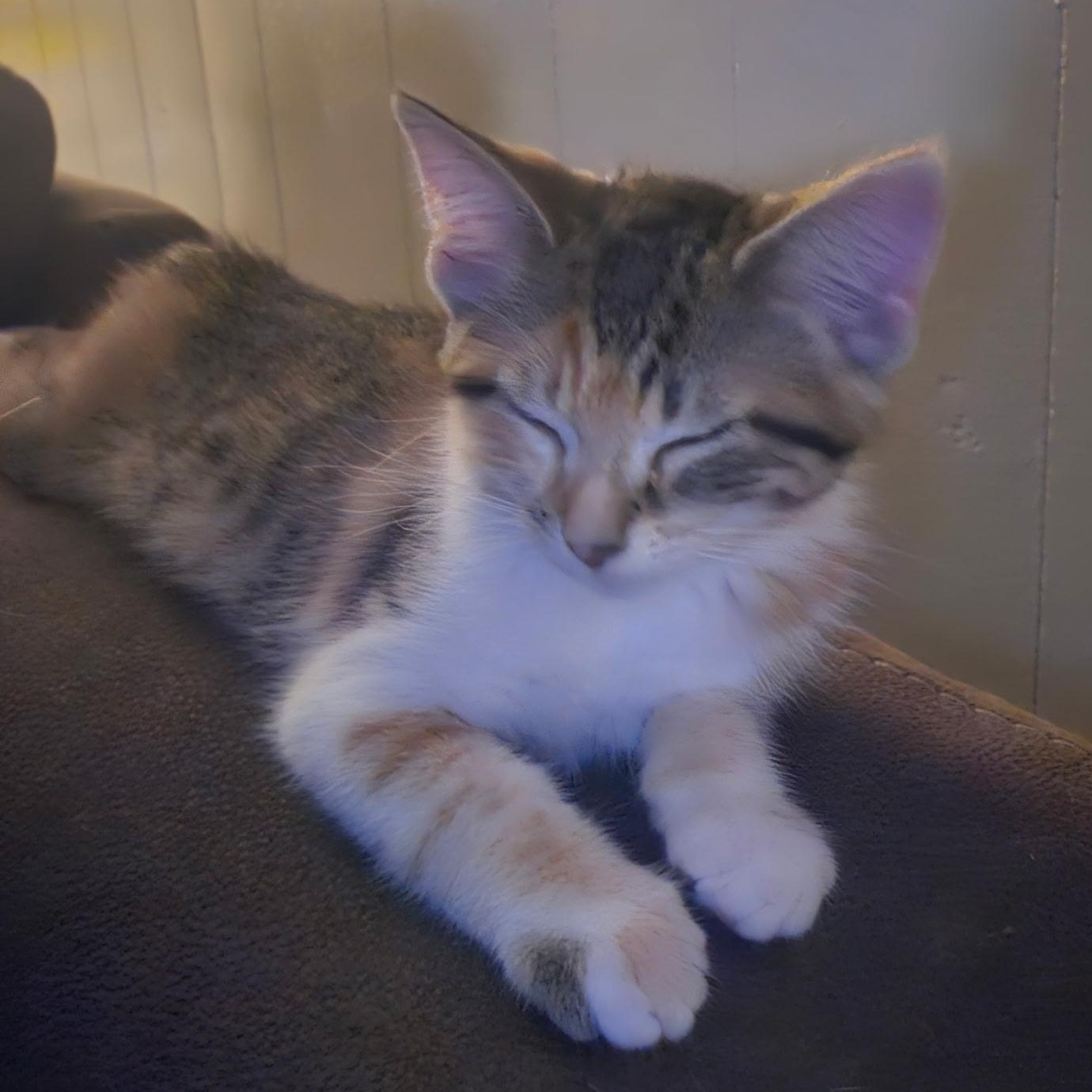 Enlarge Patches, a ADOPTABLE Calico in Joliet, IL image 2/4