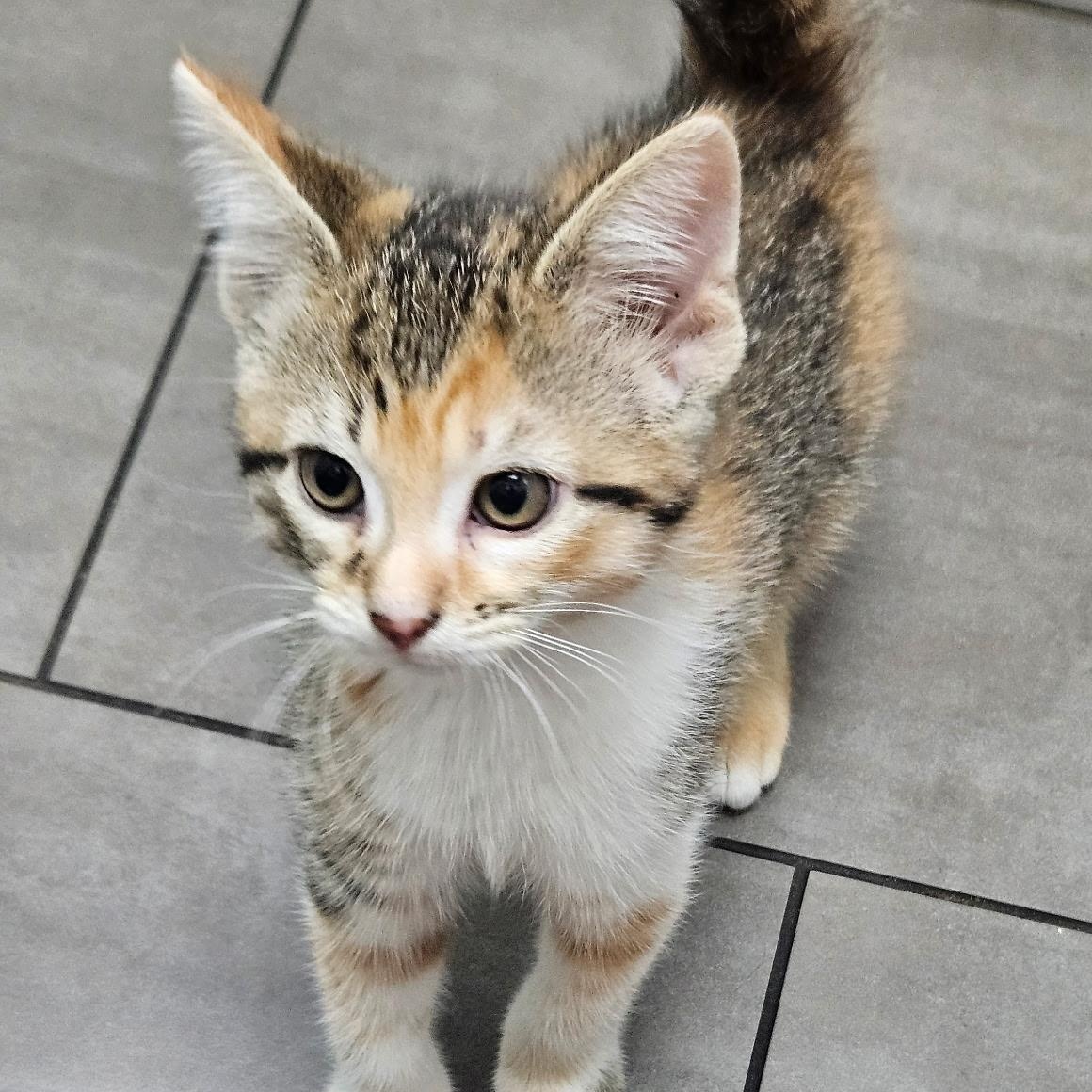 Enlarge Patches, a ADOPTABLE Calico in Joliet, IL image 1/4