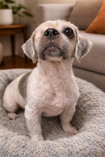 Carl, ADOPTABLE, Adult Male Shih Tzu.