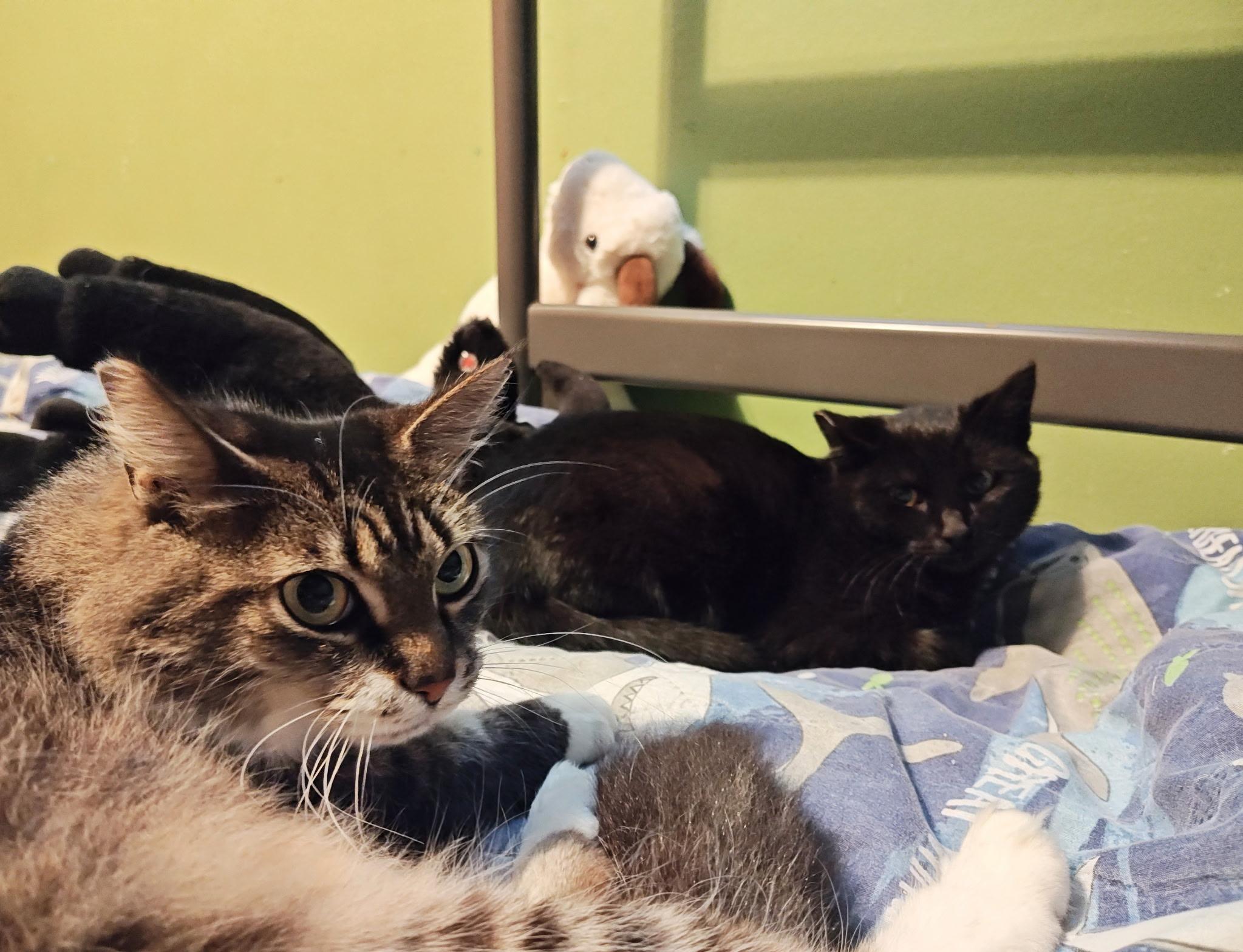 Enlarge Spinel / Coal, a ADOPTABLE mixed breed in Des Moines , WA image 2/4