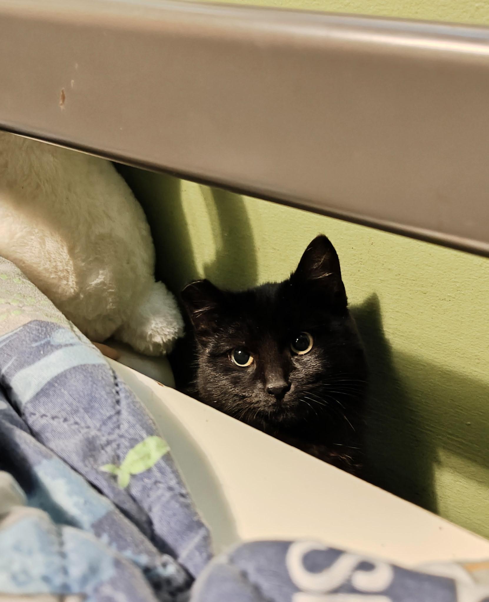 Enlarge Spinel / Coal, a ADOPTABLE mixed breed in Des Moines , WA image 3/4