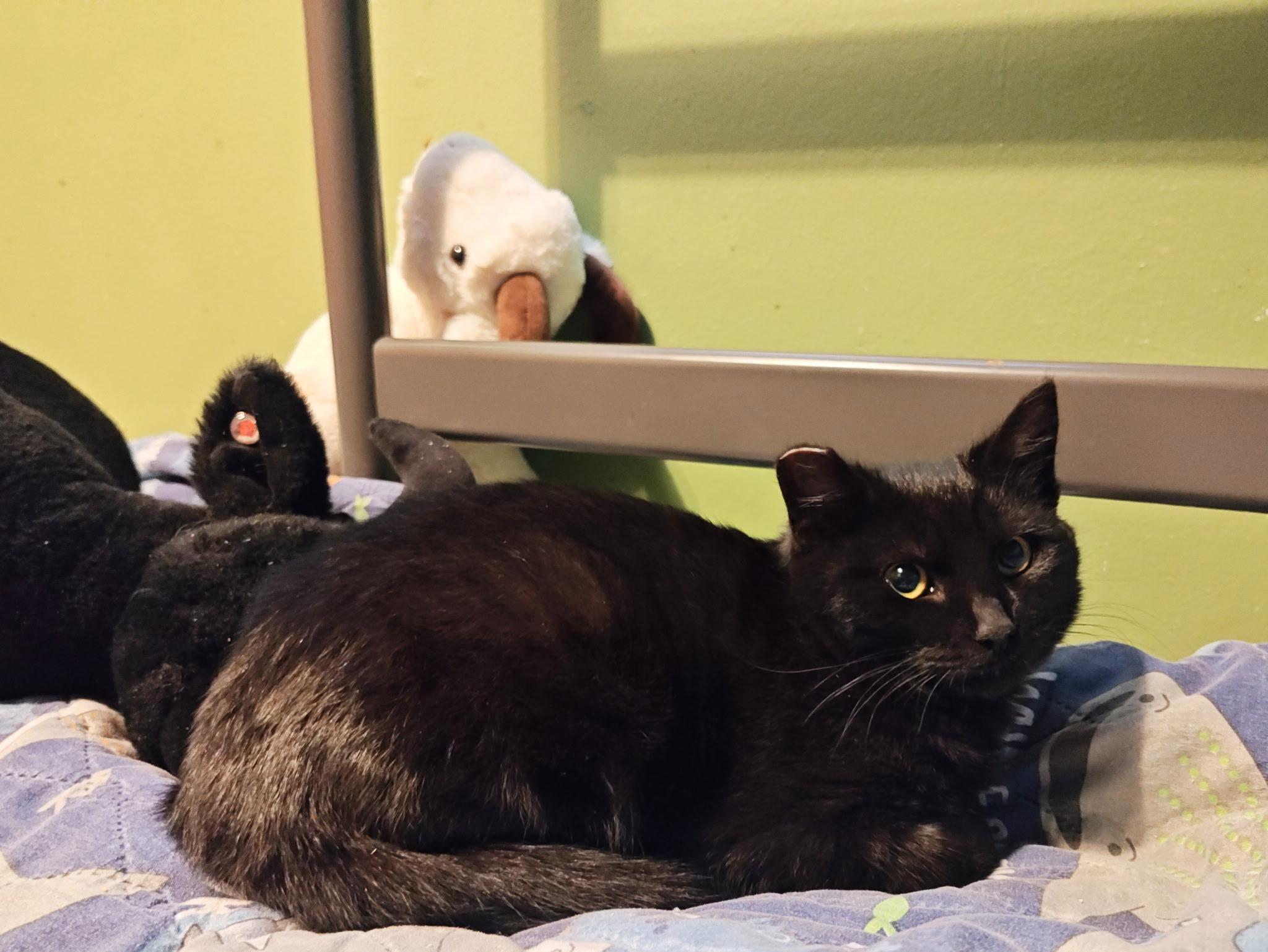 Enlarge Spinel / Coal, a ADOPTABLE mixed breed in Des Moines , WA image 1/4