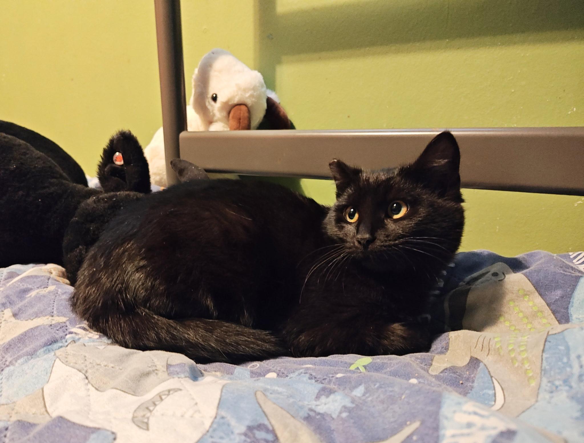 Enlarge Spinel / Coal, a ADOPTABLE mixed breed in Des Moines , WA image 4/4