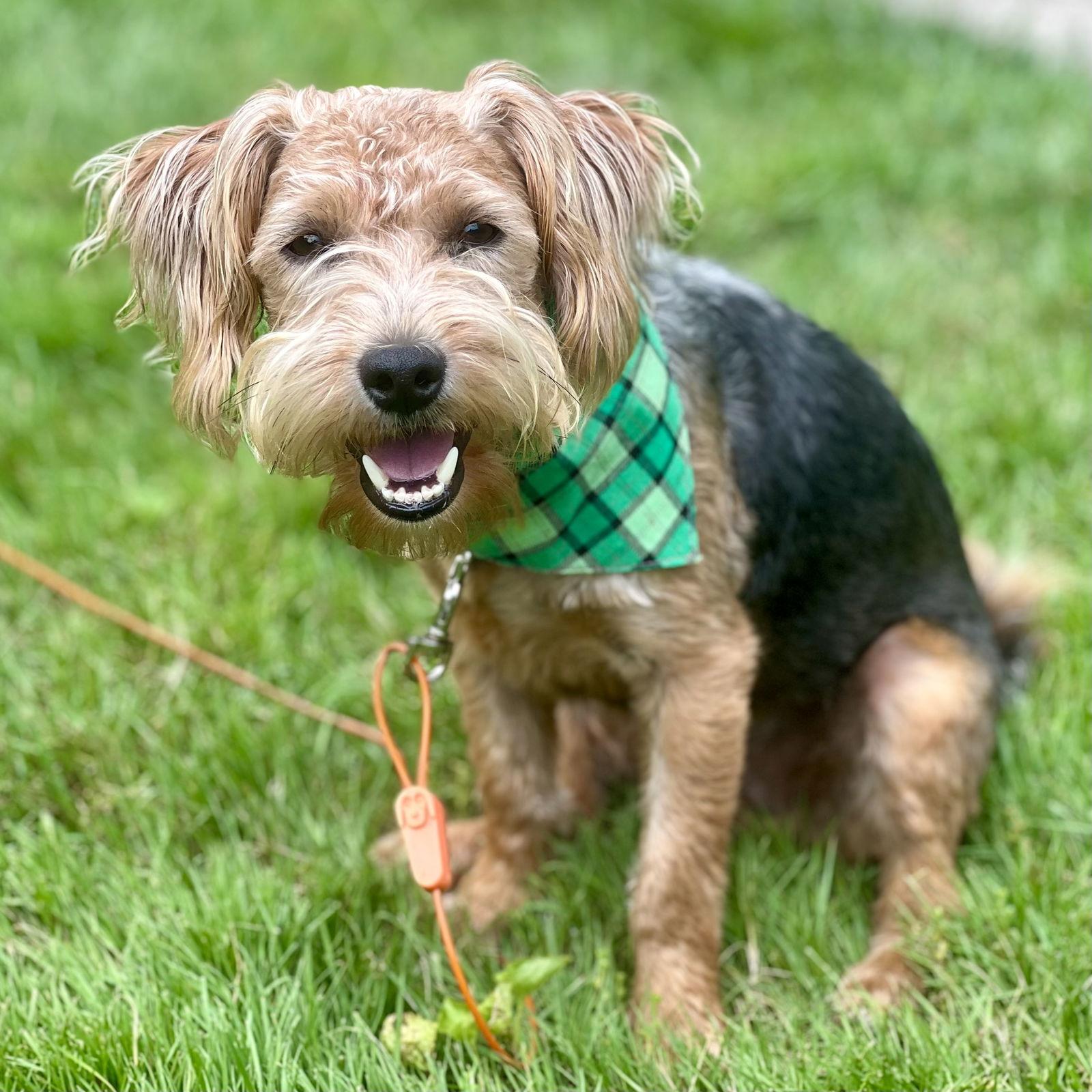 Enlarge Wyatt 2025, a Adopted mixed breed in Norwood, OH image 1/3