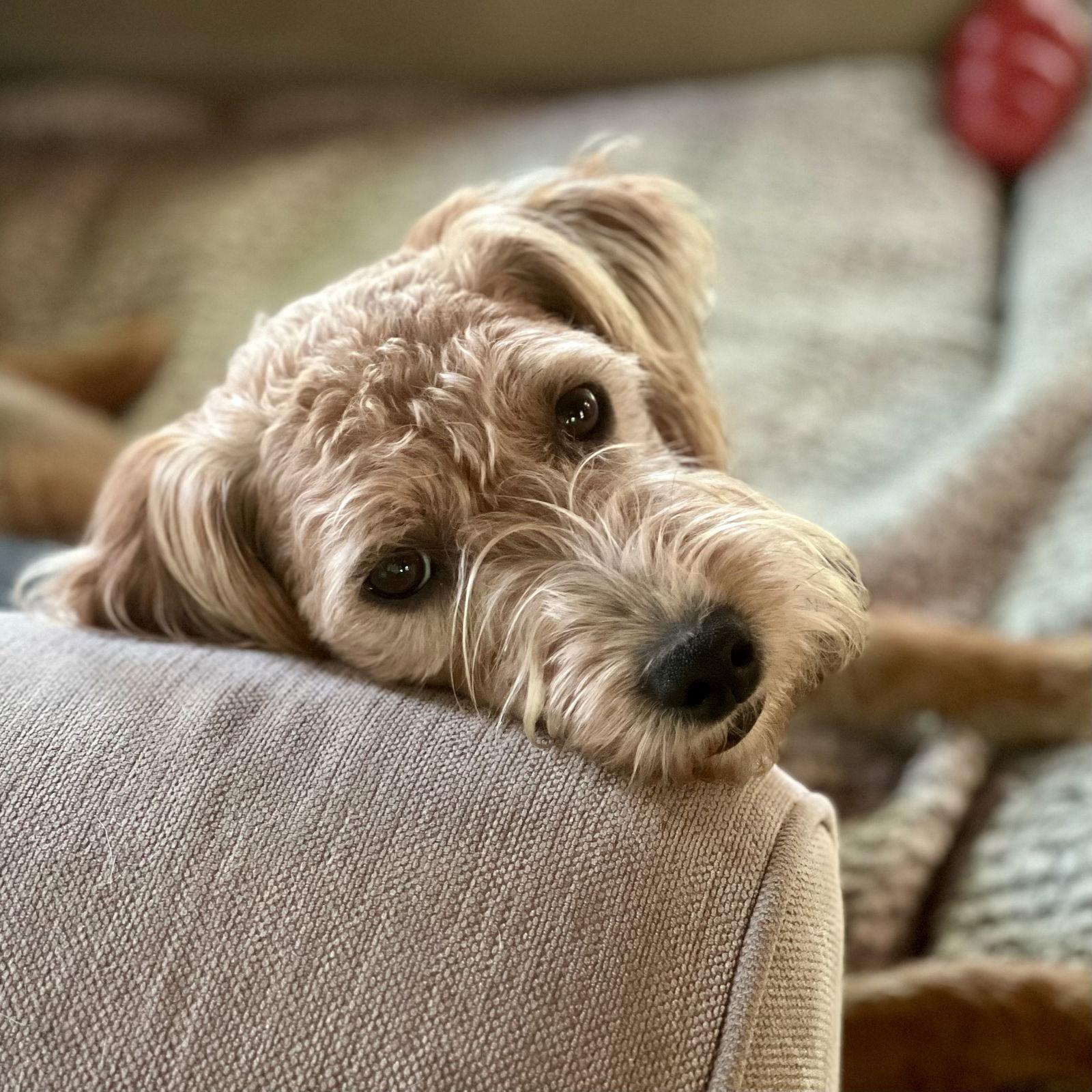 Wyatt 2025, Adopted, Puppy Male Poodle & Yorkshire Terrier.