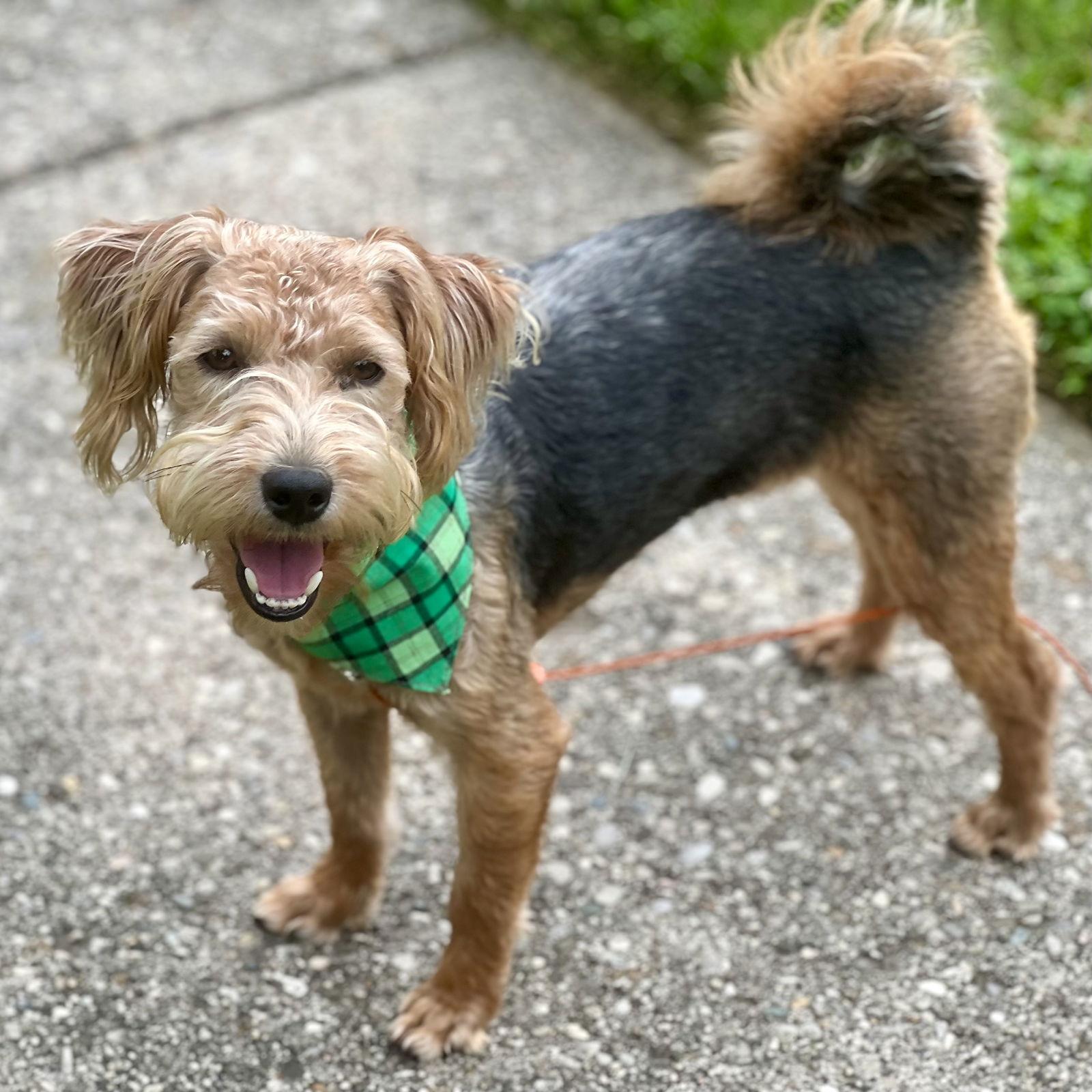 Enlarge Wyatt 2025, a Adopted mixed breed in Norwood, OH image 3/3