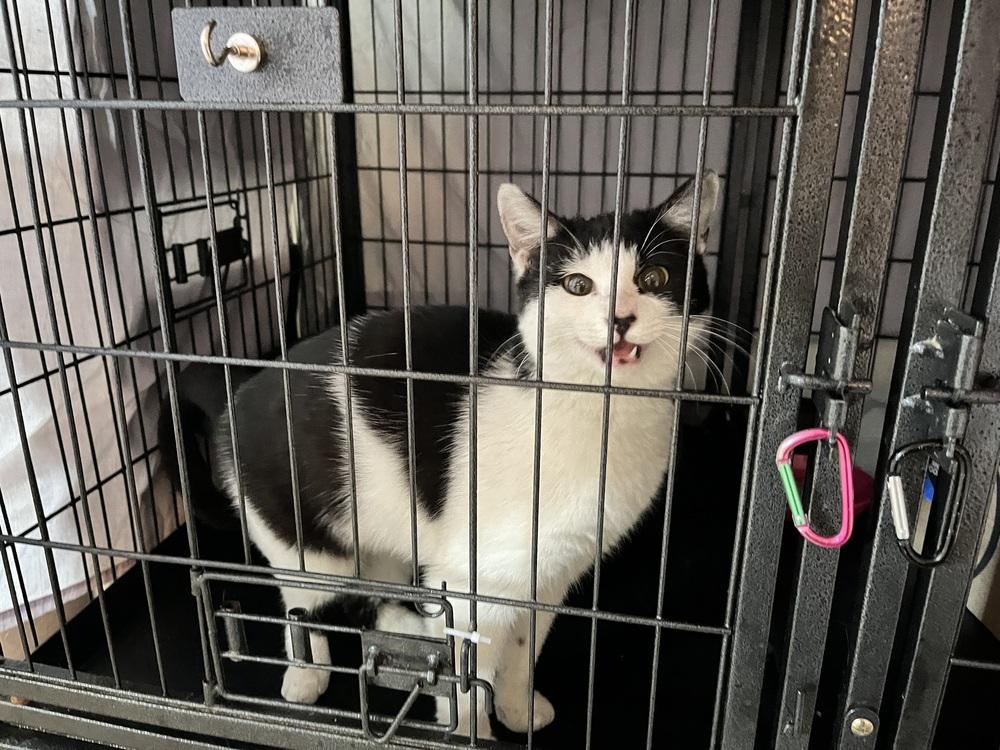 Enlarge Cookie, a Adoptable Domestic Short Hair in Virginia Beach, VA image 1/1