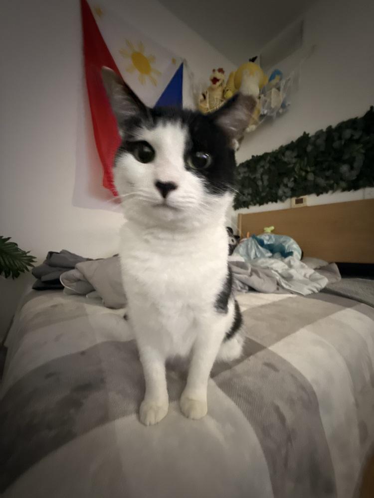 Enlarge Cookie, a Adoptable Domestic Short Hair in Virginia Beach, VA image 1/6