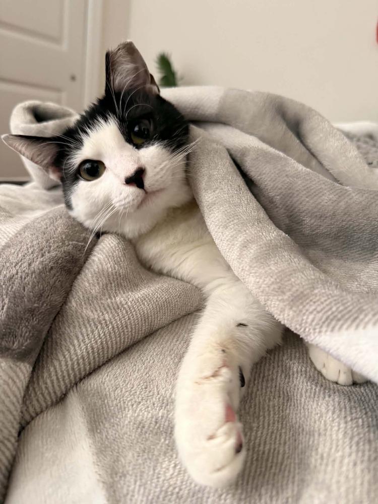 Enlarge Cookie, a Adoptable Domestic Short Hair in Virginia Beach, VA image 2/6